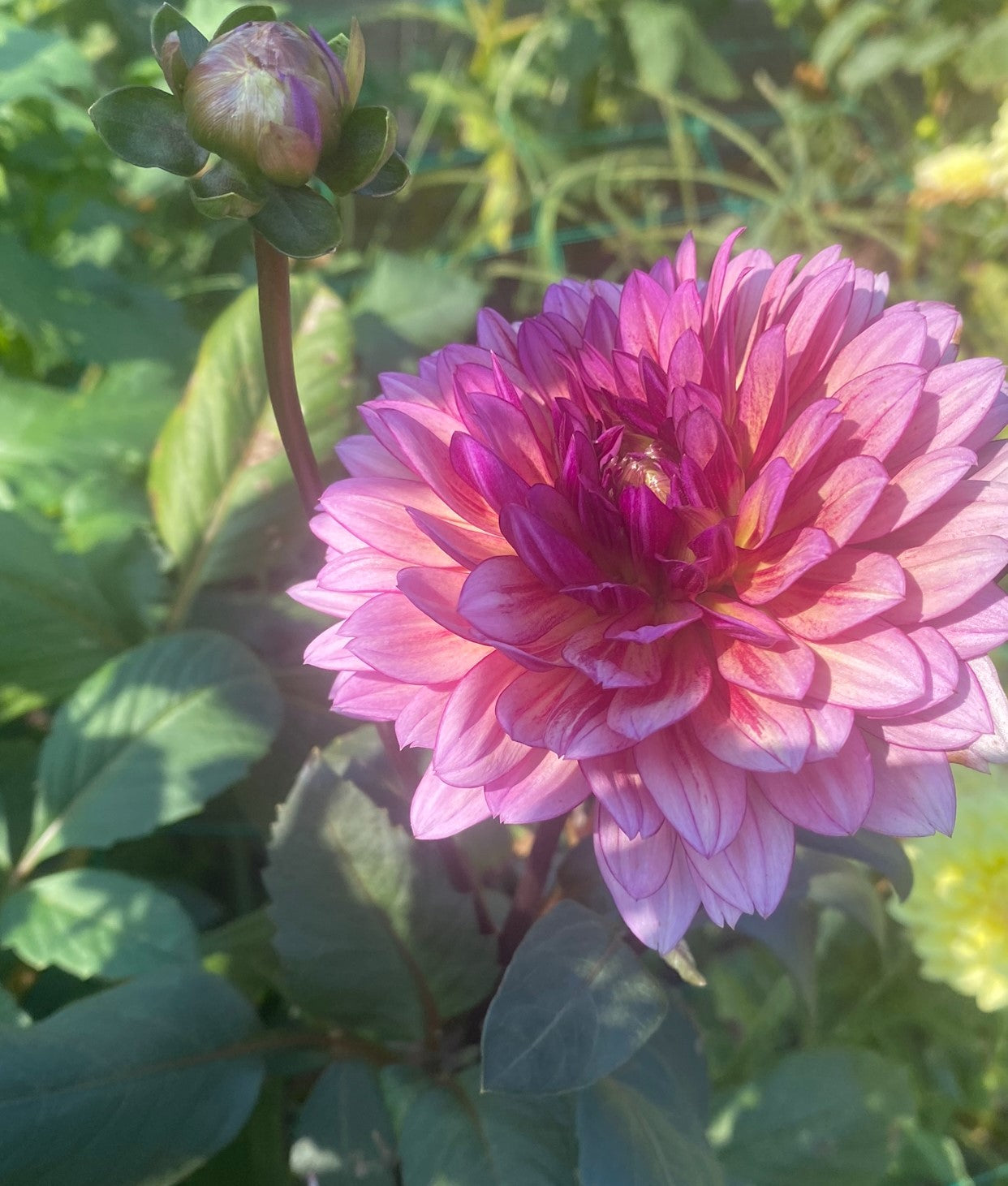 Painted Lady