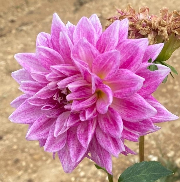 BJ's Dusty Rose