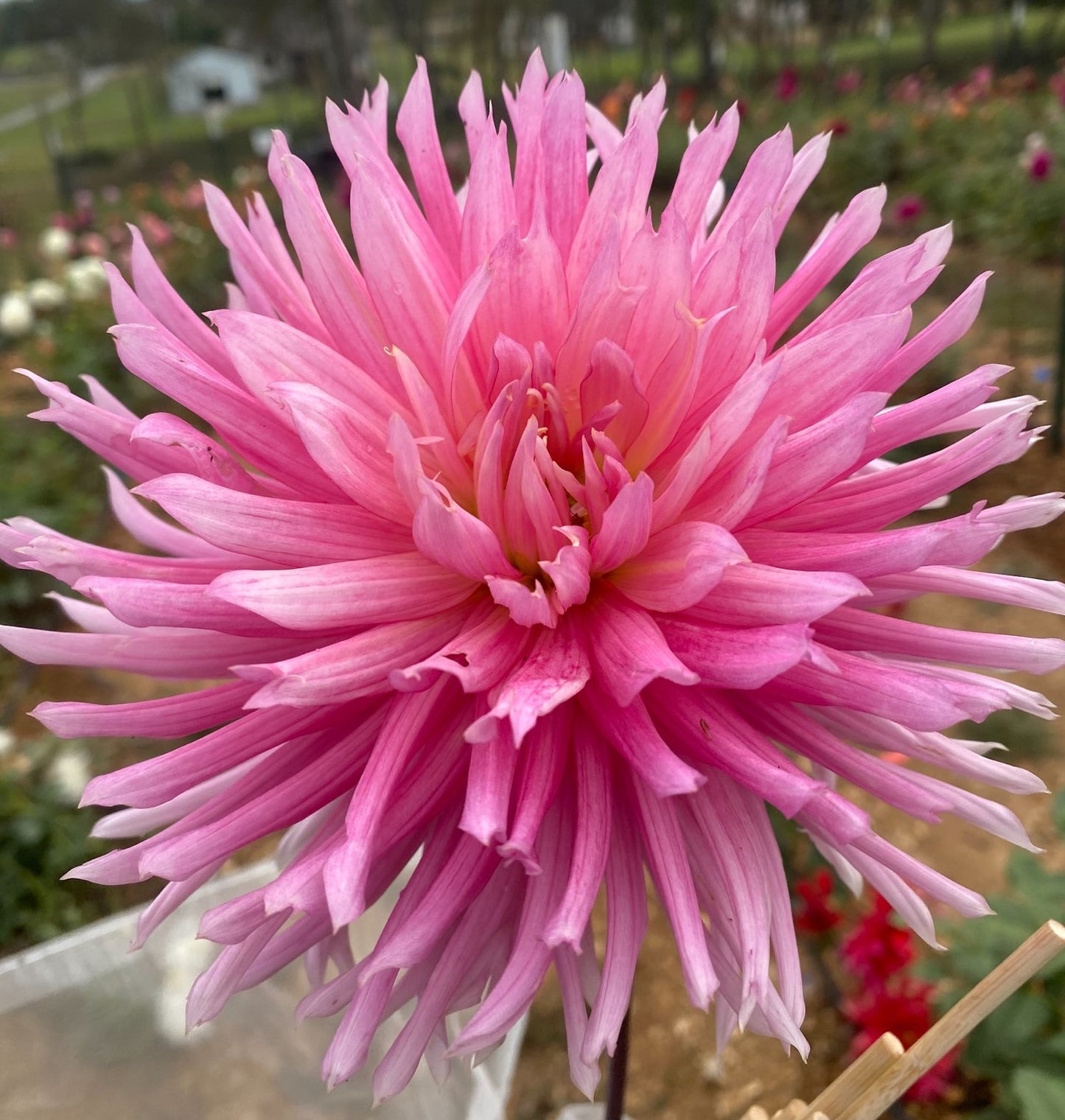 Bloomquist Daniella G.