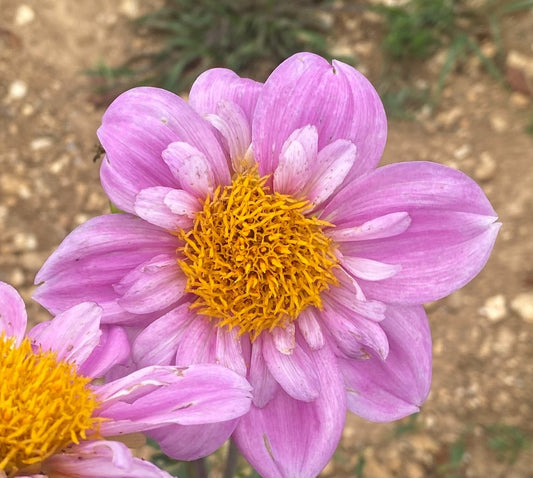 Rosy Wings