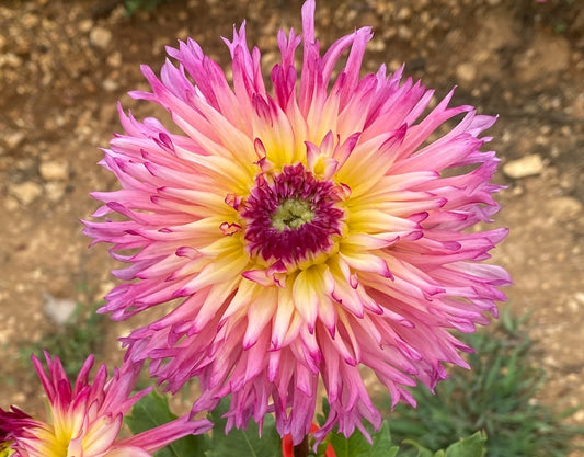 Nenekazi