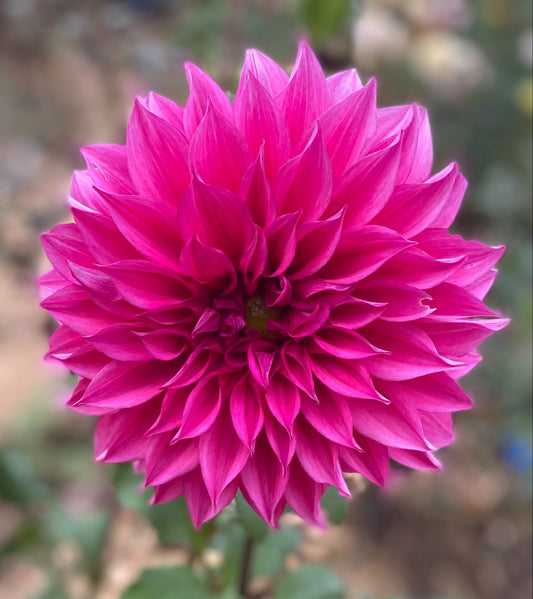 Cafė Au Lait Rose